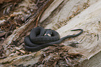 grass snake