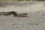 grass snake