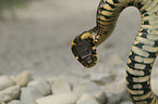 grass snake
