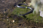 Grass Snake