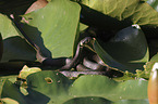 Grass snake on water lily