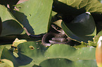 Grass snake on water lily