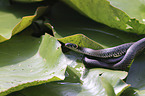 Grass snake on water lily