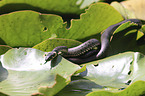 Grass snake on water lily