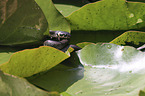 Grass snake on water lily
