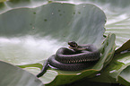 Grass snake on water lily