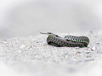 ring snake