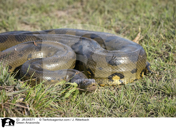 Groe Anakonda / Green Anaconda / JR-04571