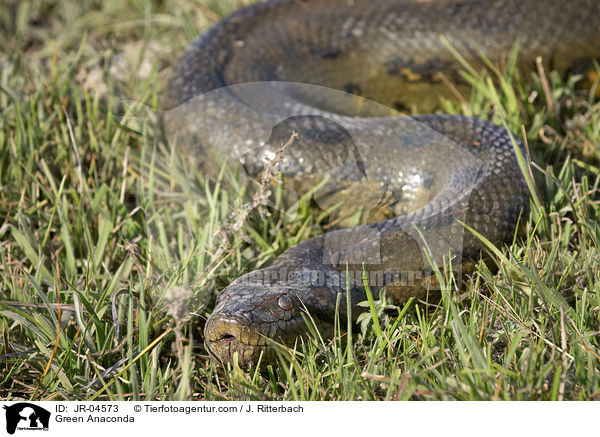 Groe Anakonda / Green Anaconda / JR-04573