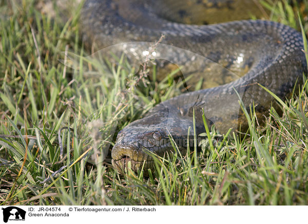 Groe Anakonda / Green Anaconda / JR-04574