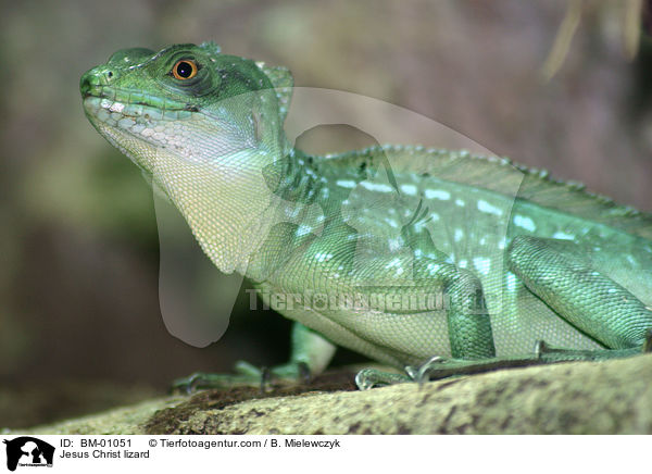 Stirnlappenbasilisk / Jesus Christ lizard / BM-01051