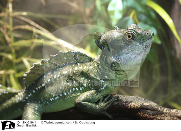 Stirnlappenbasilisk / Green Basilisk / SK-01644