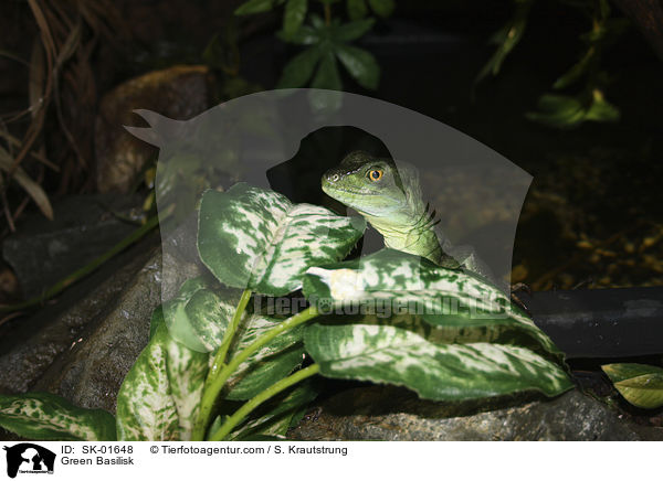 Stirnlappenbasilisk / Green Basilisk / SK-01648