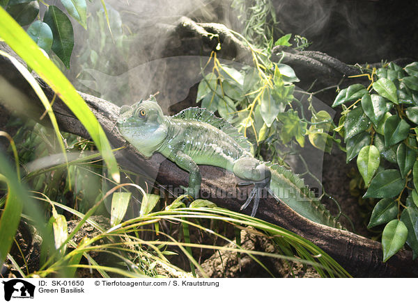 Stirnlappenbasilisk / Green Basilisk / SK-01650