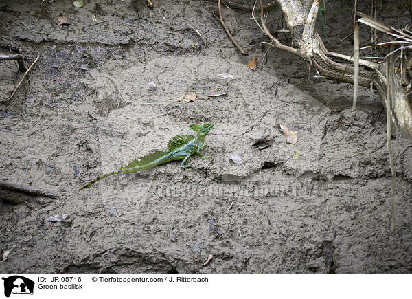 Stirnlappenbasilisk / Green basilisk / JR-05716
