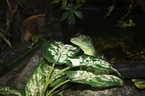 Green Basilisk