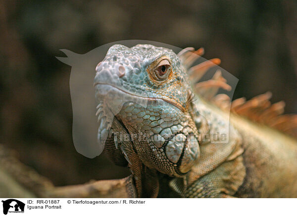 grner Leguan im Portrait / Iguana Portrait / RR-01887