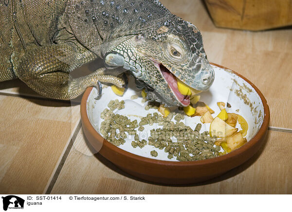 Grner Leguan / iguana / SST-01414