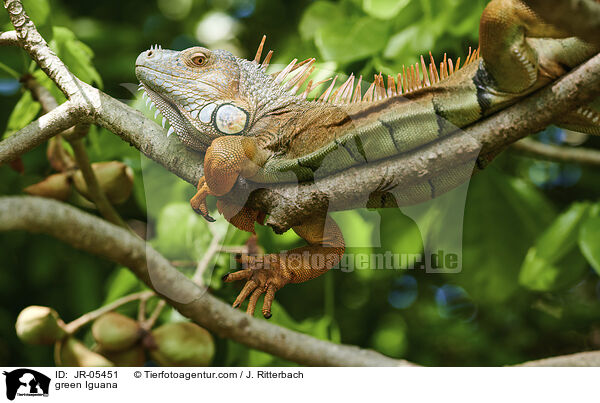 Grner Leguan / green Iguana / JR-05451