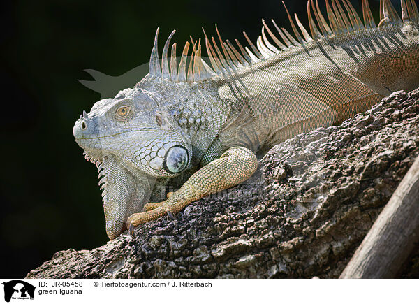 Grner Leguan / green Iguana / JR-05458