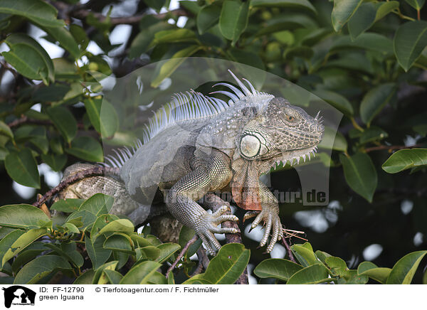 Grner Leguan / green Iguana / FF-12790