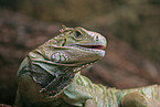 Iguana Portrait