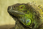 common iguana