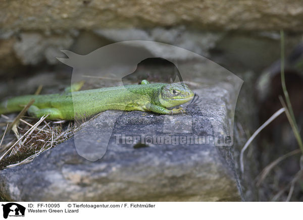 westliche Smaragdeidechse / Western Green Lizard / FF-10095