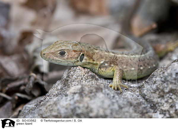 Smaragdeidechse / green lizard / SO-03562
