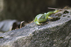 Western Green Lizard