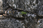 Western Green Lizard