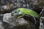 Western Green Lizard