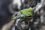 Western Green Lizard