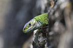 Western Green Lizard