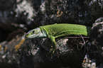 Western Green Lizard