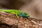 green lizard