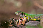 green lizard