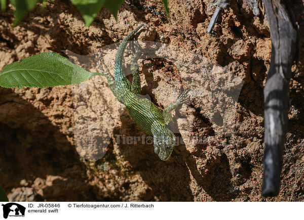 Malachit-Stachelleguan / emerald swift / JR-05846