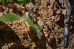 emerald swift