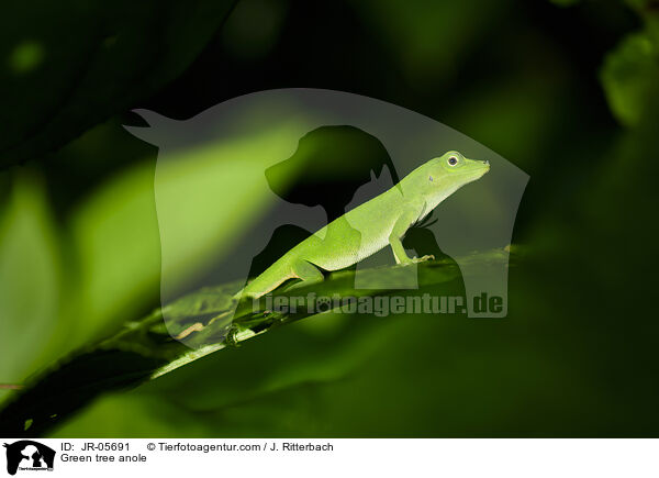 Grner Baum-Anolis / Green tree anole / JR-05691