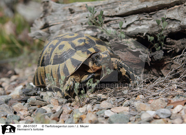 Griechische Landschildkrte / Hermann's tortoise / JM-01007