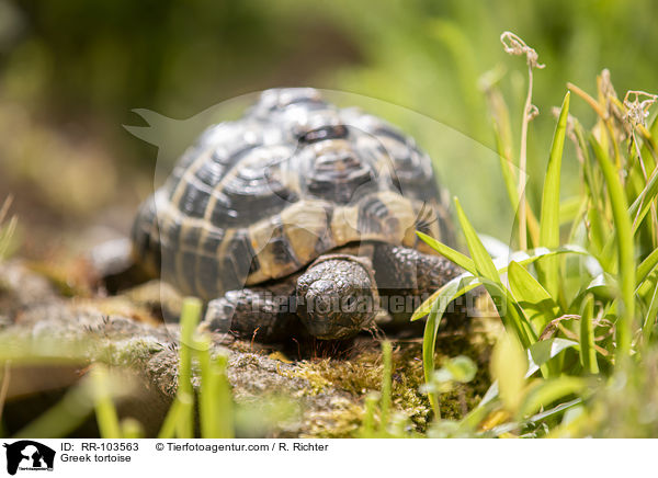 Griechische Landschildkrte / Greek tortoise / RR-103563