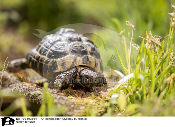 Griechische Landschildkrte / Greek tortoise / RR-103564