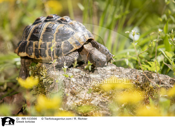 Griechische Landschildkrte / Greek tortoise / RR-103566