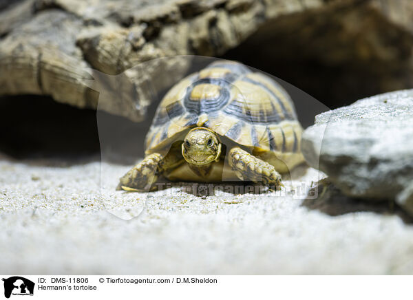 Griechische Landschildkrte / Hermann's tortoise / DMS-11806