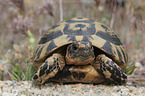 Hermann's tortoise