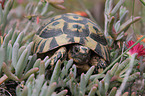 Hermann's tortoise