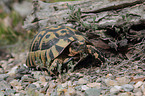 Hermann's tortoise