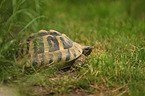 Hermann's tortoise