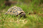 Hermann's tortoise